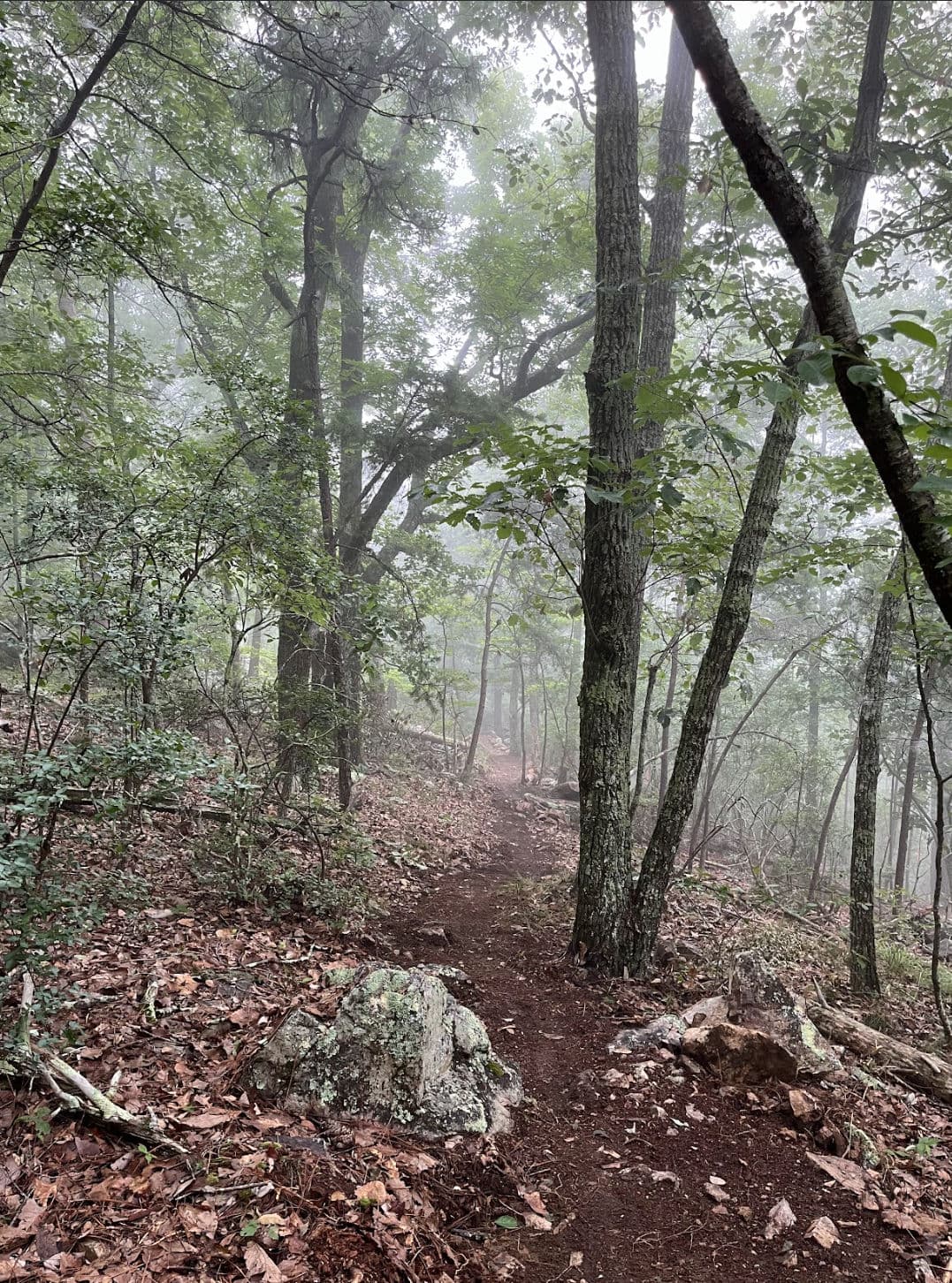 Foggy forest trail surrounded by lush greenery and rocky path, inviting for hiking adventures.