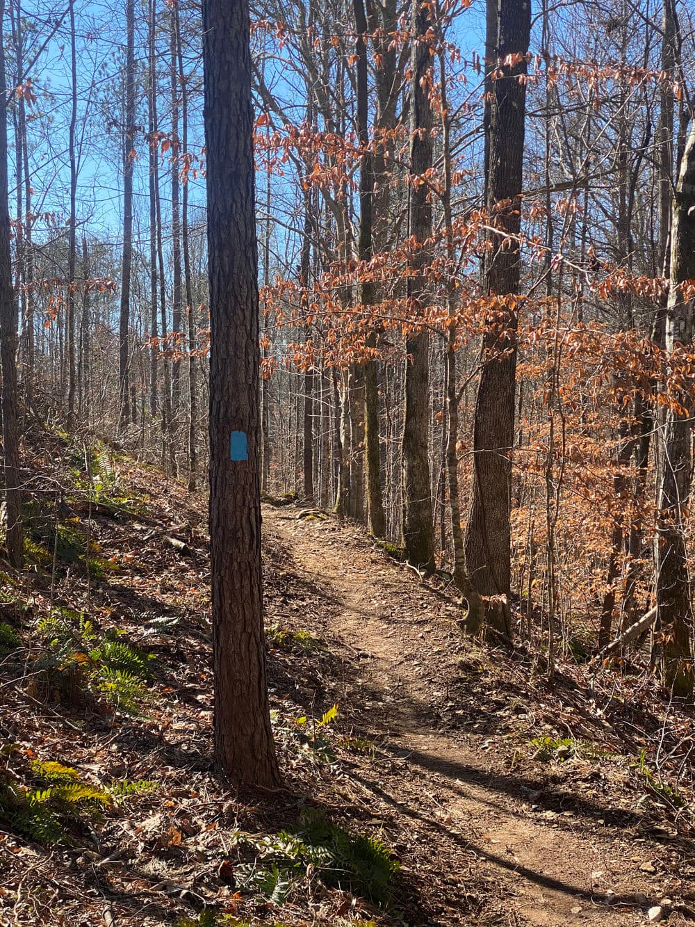 Trail marker on a tree along a wooded hiking path surrounded by autumn leaves.