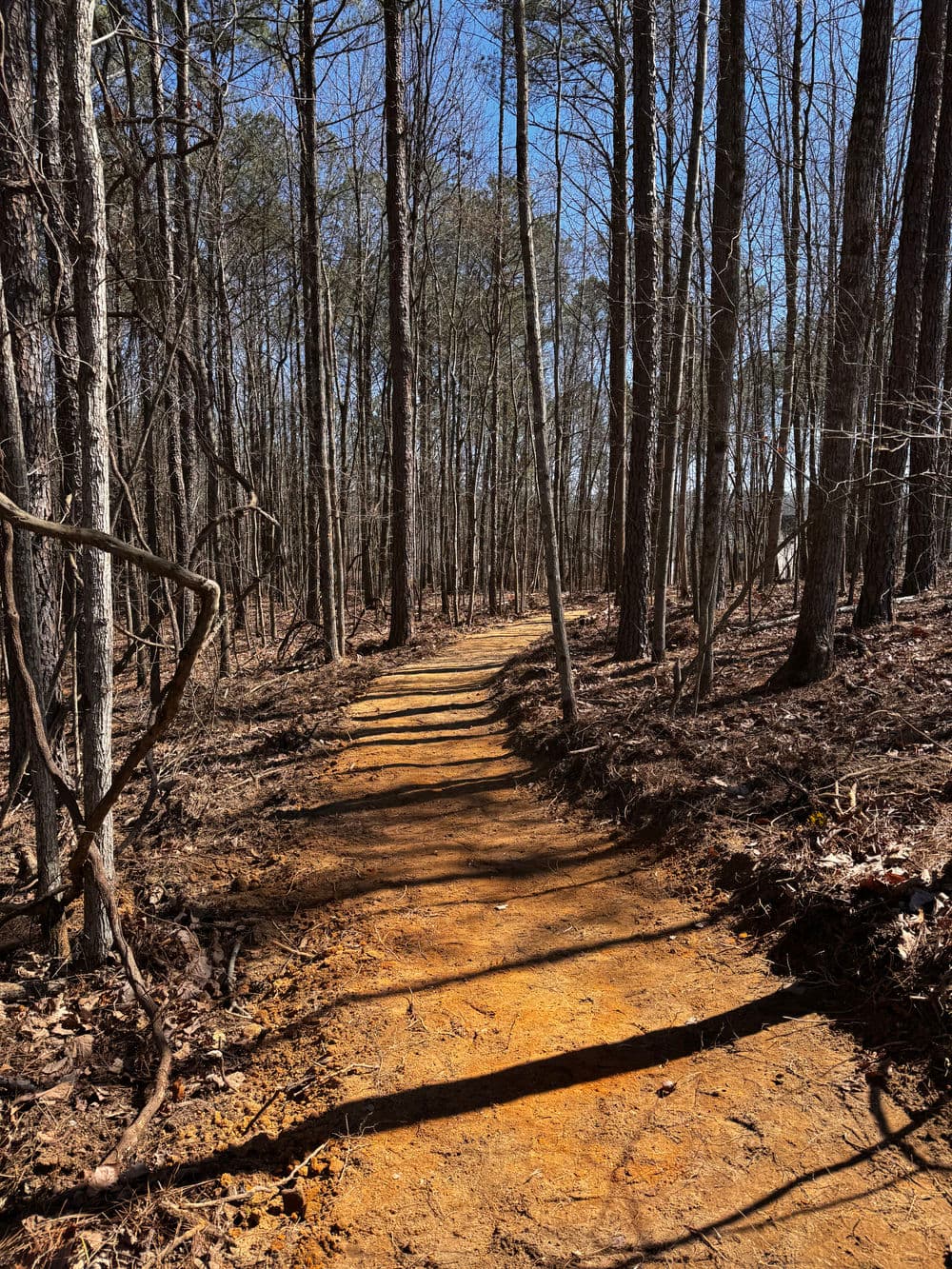 Trail winding through a forest, surrounded by tall trees and a clear blue sky.