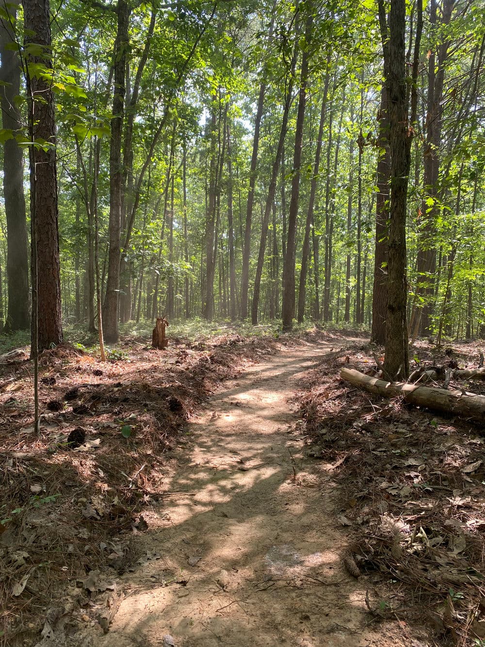 Sunlit dirt trail winding through a lush green forest with tall trees and soft ground cover.