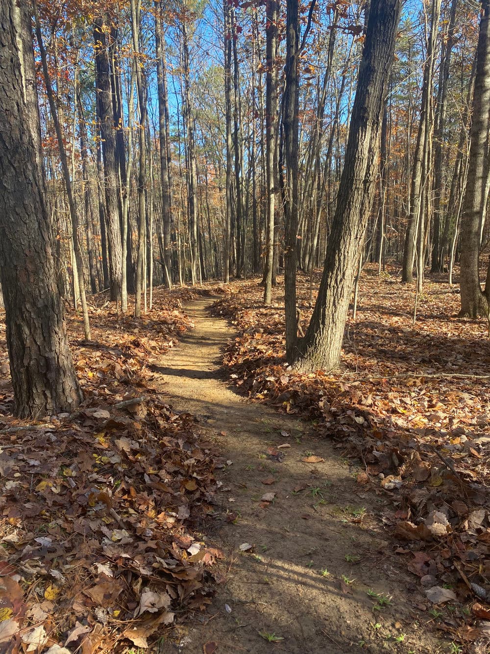 Wooded path in autumn, lined with fallen leaves and trees under a clear blue sky.