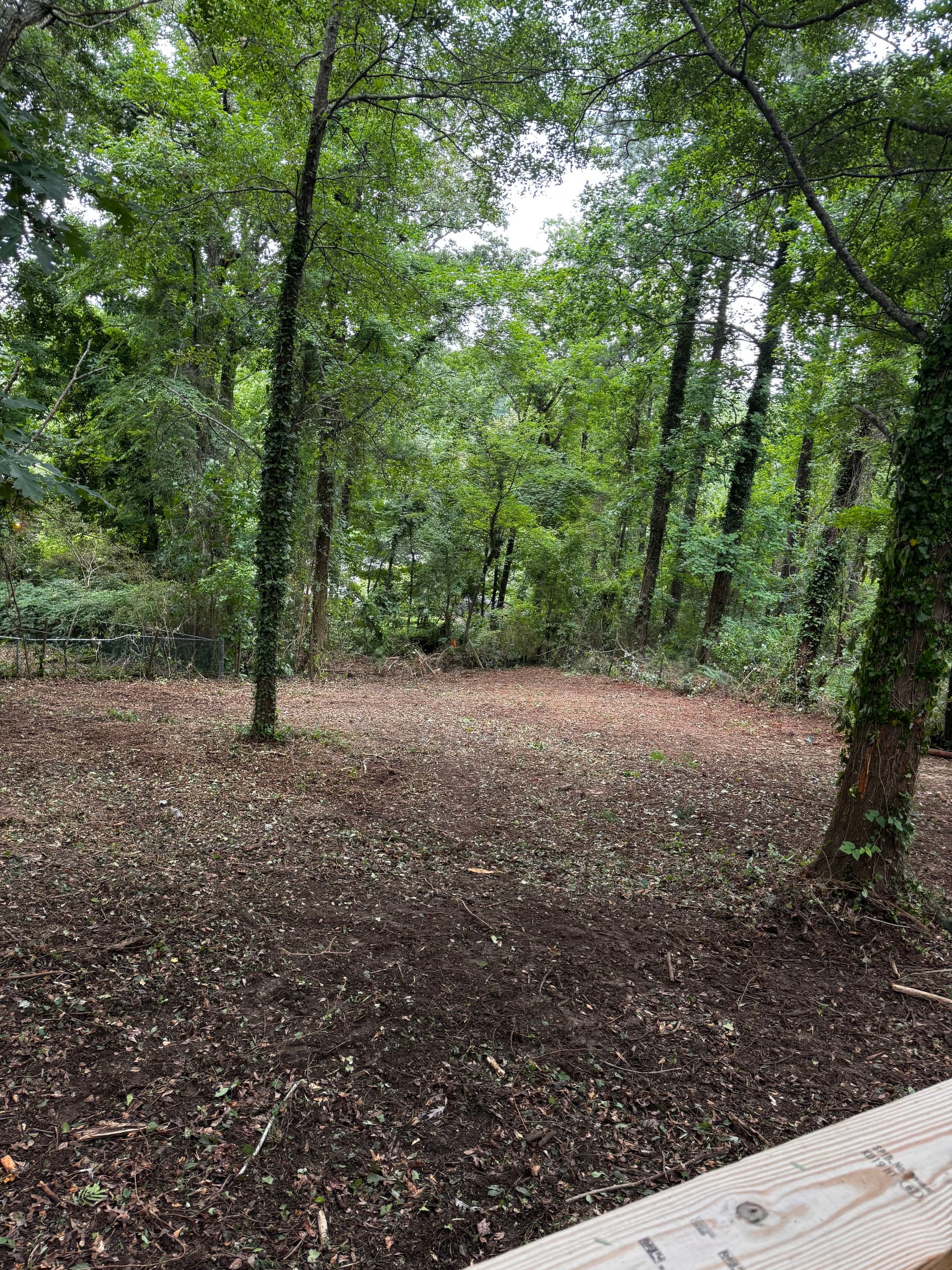 Backyard Taken Over by Poison Ivy? Here's What We Can Do image