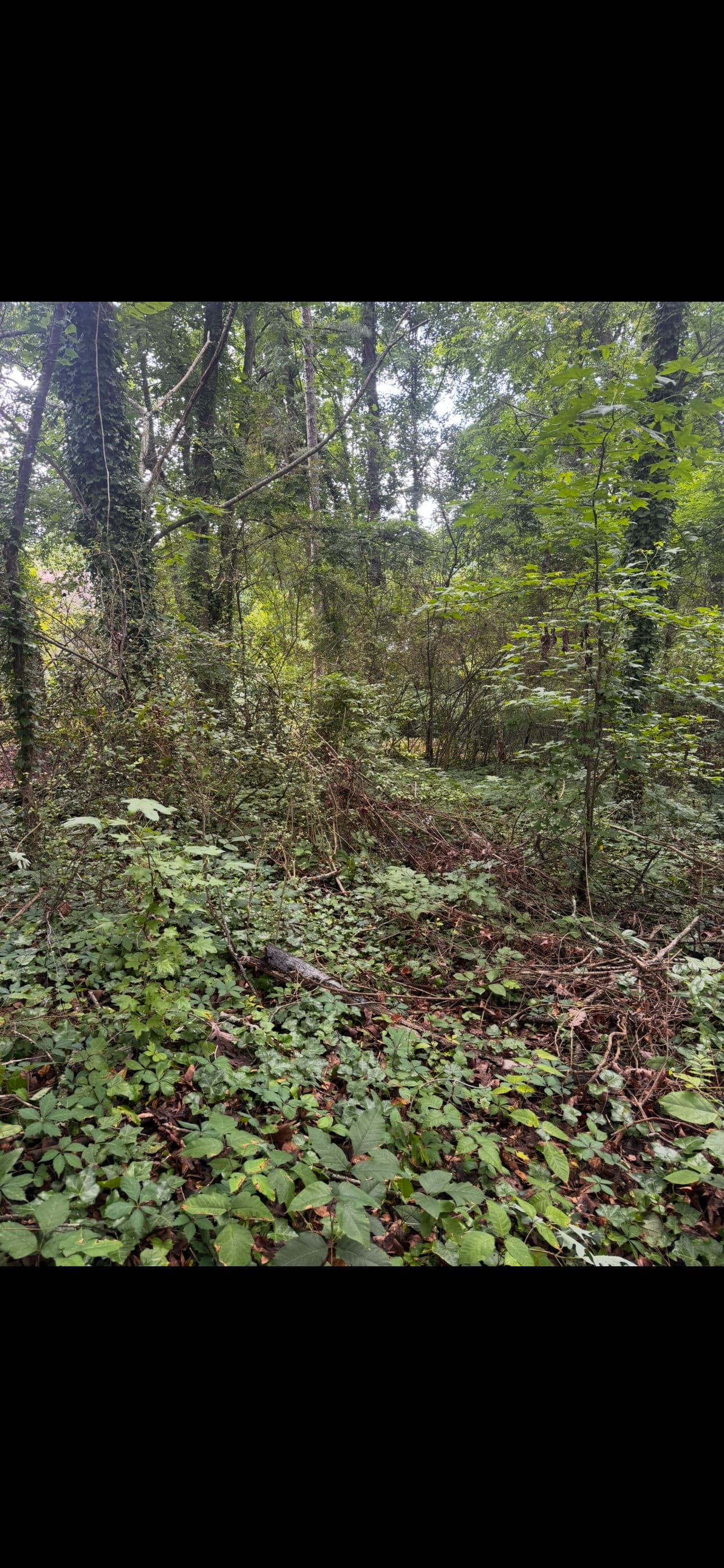 Gallery photos for Backyard Taken Over by Poison Ivy? Here's What We Can Do: Image #2