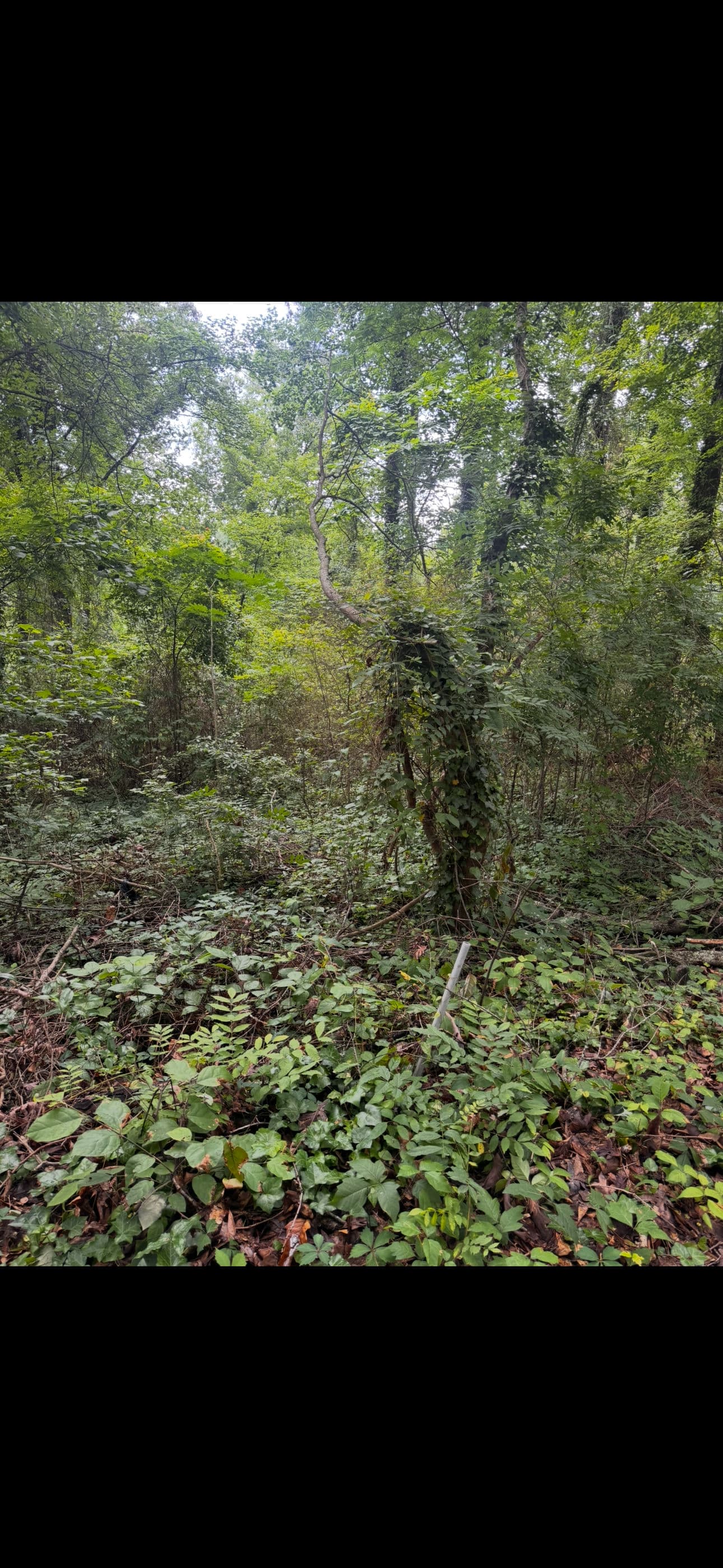 Gallery photos for Backyard Taken Over by Poison Ivy? Here's What We Can Do: Image #3
